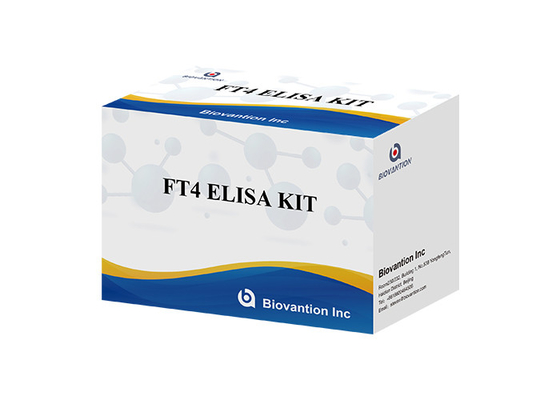 FT4 Elisa Test Kit Bezpłatna próbka surowicy krwi do badania tyroksyny