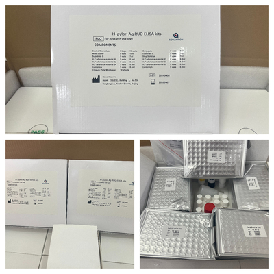 H zestaw badawczy Pylori ELISA 480test/kit wyniki zestawu badawczego Elisa Screening Kit