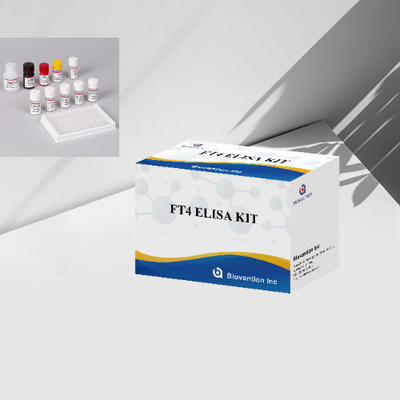FT4 Zestaw badawczy ELISA Zestaw immunologiczny bez aktywności enzymatycznej tyroksyny Badanie ilościowe
