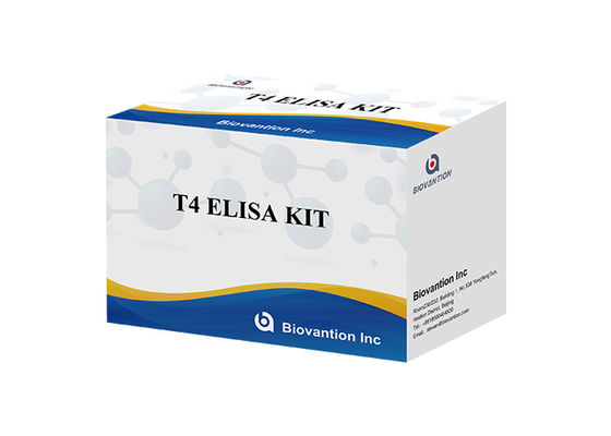 Zestaw do wykrywania tyroksyny T4 Elisa