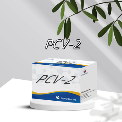 Test WB/S/P PCV-2 ELISA na zwierzęce przeciwciała