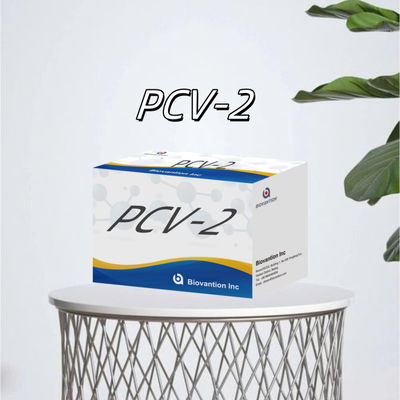 Test WB/S/P PCV-2 ELISA na zwierzęce przeciwciała