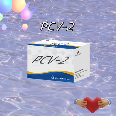 Test WB/S/P PCV-2 ELISA na zwierzęce przeciwciała