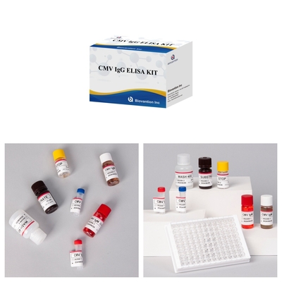 Biovantion CMV 18 miesięcy okresu trwałości IVD ELISA Serum Plasma Test Kit