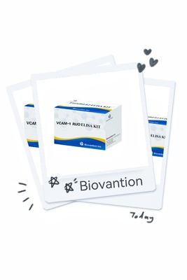 VCAM-1 RUO Elisa Kit Człowiekowa cząsteczka adhezji komórek układu naczyniowego endotelnego 1