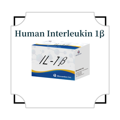 IL-1β Sensitive ELISA Kit do badań naukowych z wrażliwością 95% i 6 miesięcy