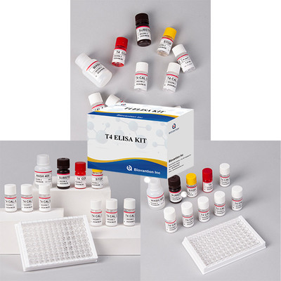 Powszechnie stosowany zestaw badawczy hormonów tarczycy T4 Triiodotyronina ELISA