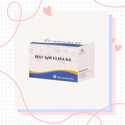 HAV IgM Elisa Test Hepatitis A Diagnostic Kit In Vitro Enzym Immunoassay