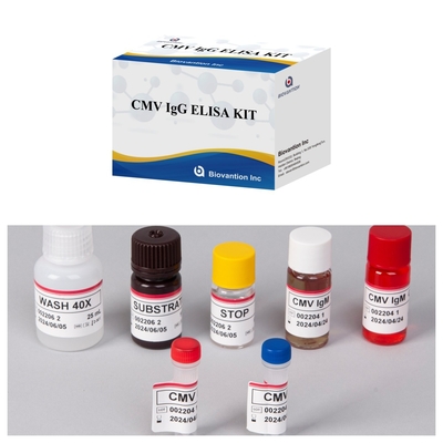 Biovantion High-Sensitivity CMV ELISA Reagent Kit do wykrywania przeciwciał przeciw cytomegalovirusom